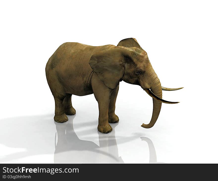 African Elephant