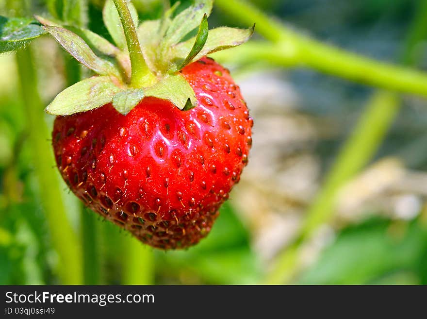 Single red ripe straberry on the green background. Single red ripe straberry on the green background