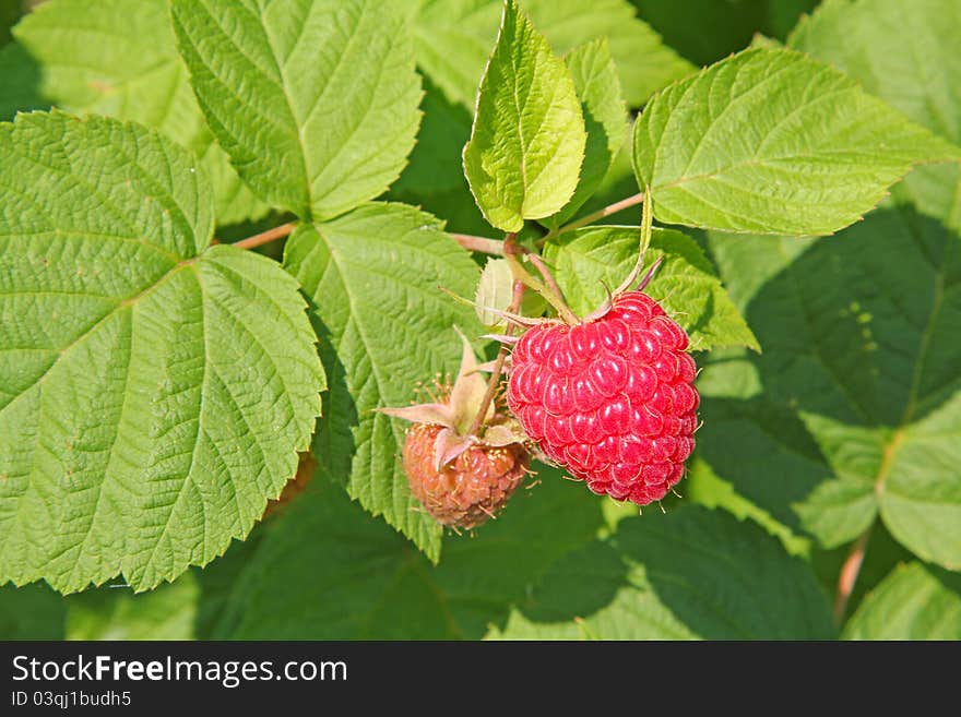 The red ripe raspberry on the green bush background