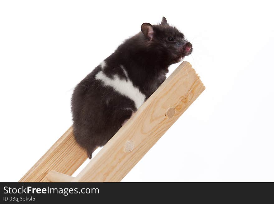 Ambitious hamster succeeding to get to the top of a corporate ladder. Ambitious hamster succeeding to get to the top of a corporate ladder