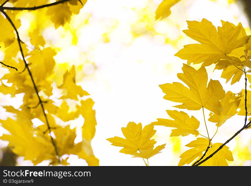 Autumn leaves background in sunny day