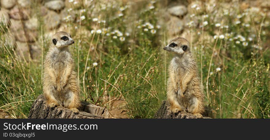 The meerkat or suricate (Suricata, suricatta), a small mammal, is a member of the mongoose family