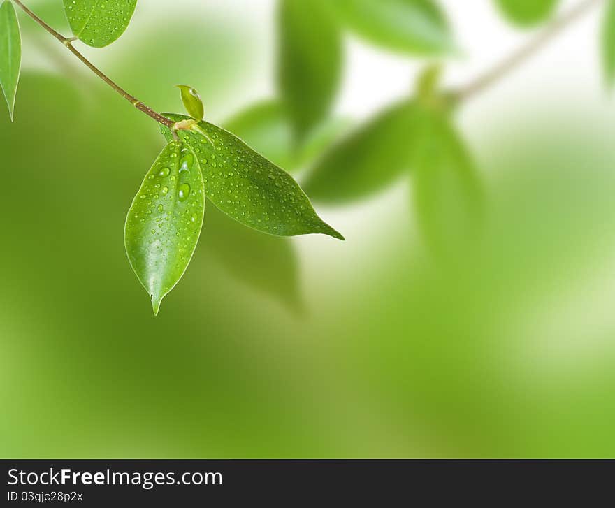 Branch of tree with lush green foliage