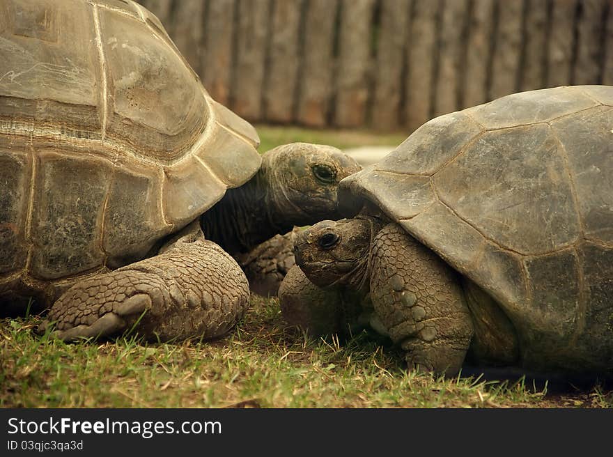 Large image of a head of very big tortoise