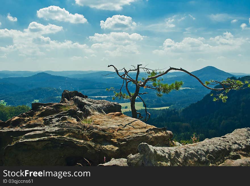 Alone tree on big rock