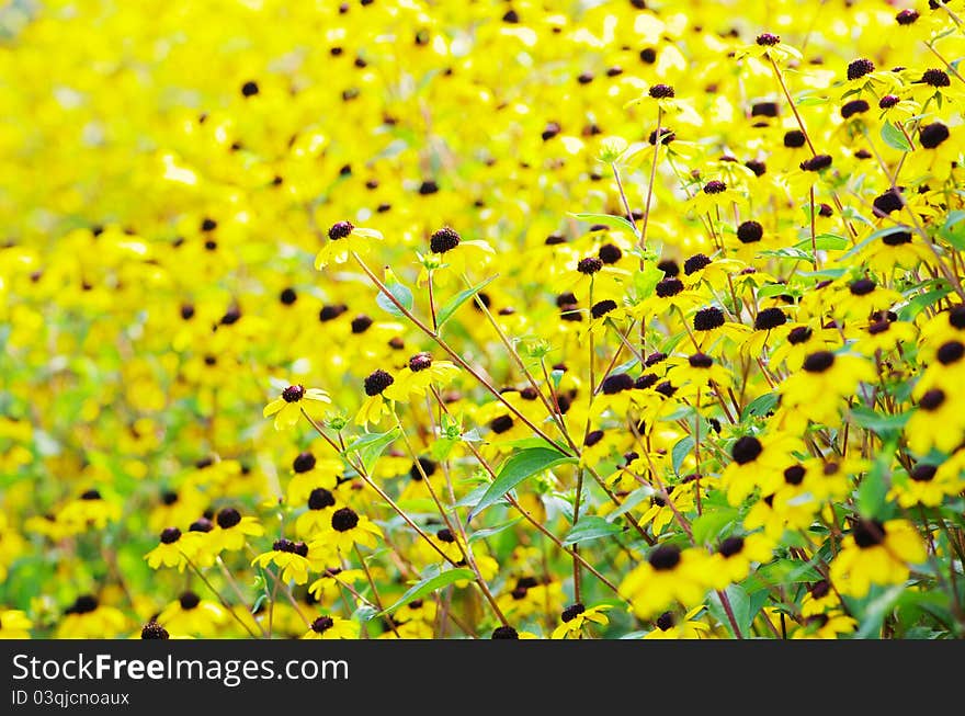 Abstract yellow flowers on field