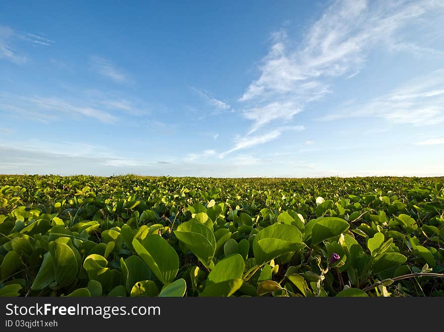 Beach Morning Glory feild under blue sky