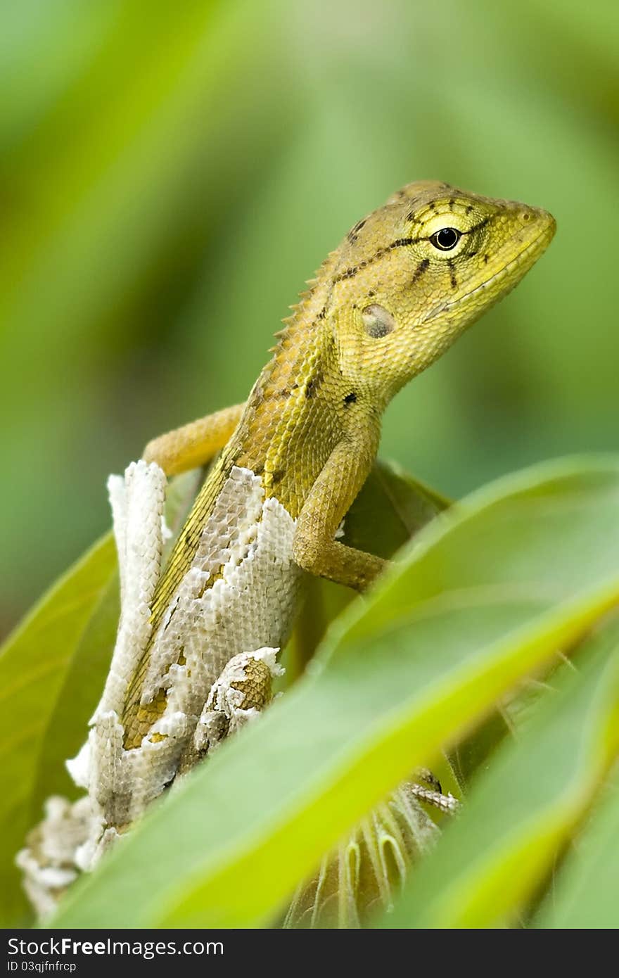 Thai chameleon on tree and the backdrop of the green leaf