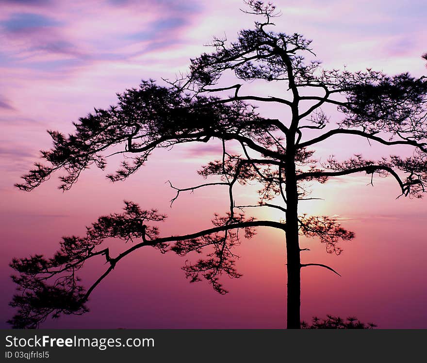 Siluate of tree in the morning