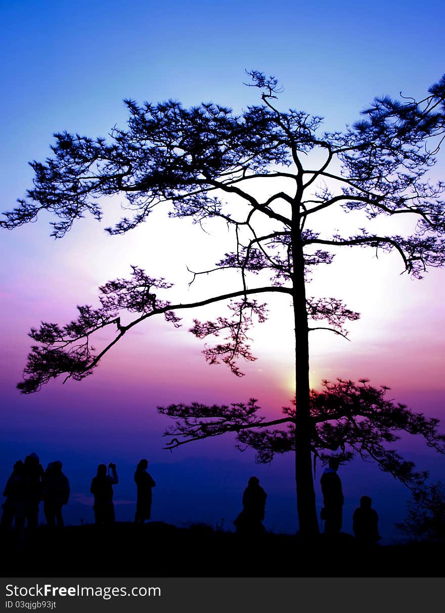 Big tree silhouetted on sunrise