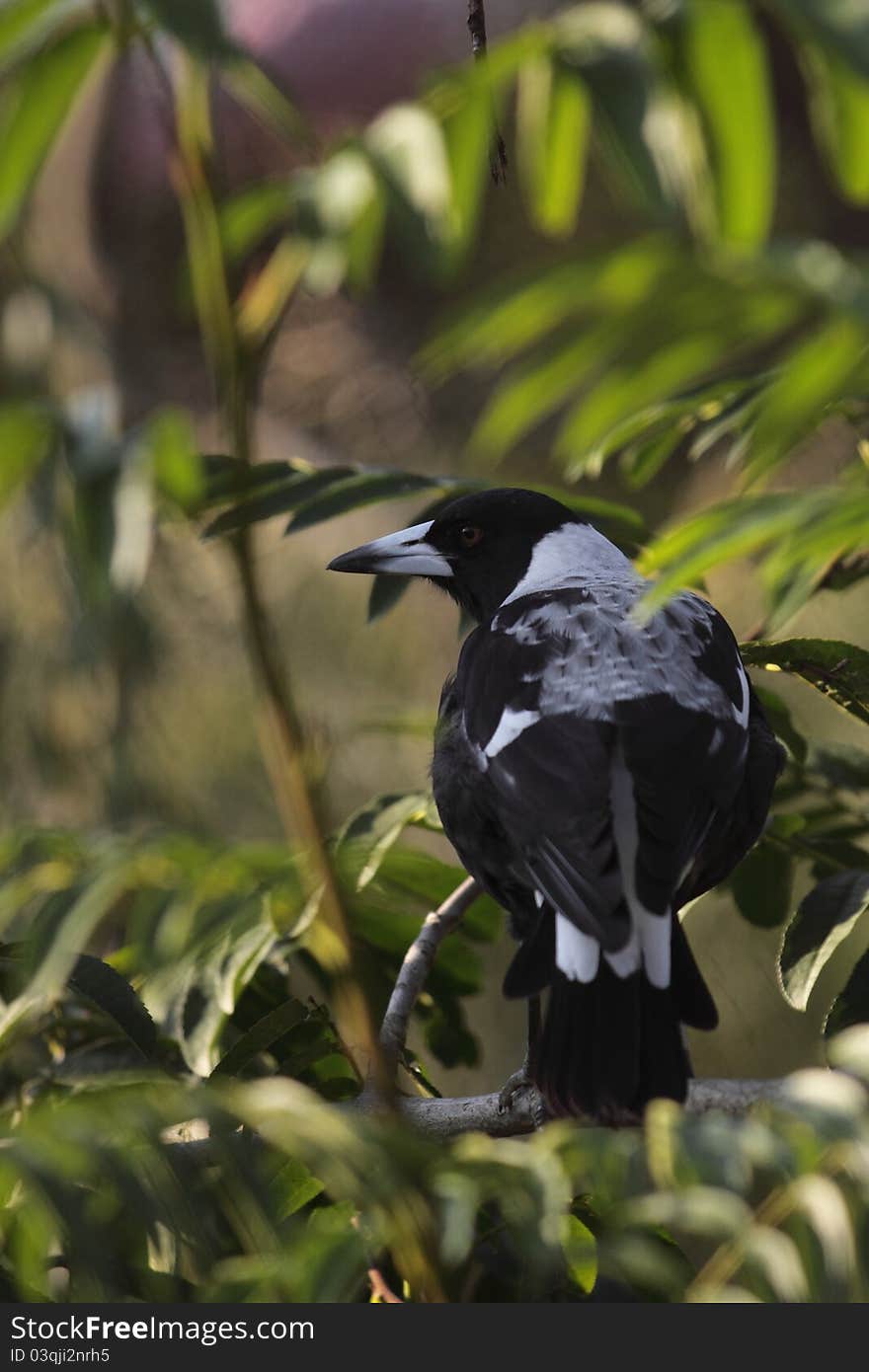 The Australian magpie sitting on the tweet.