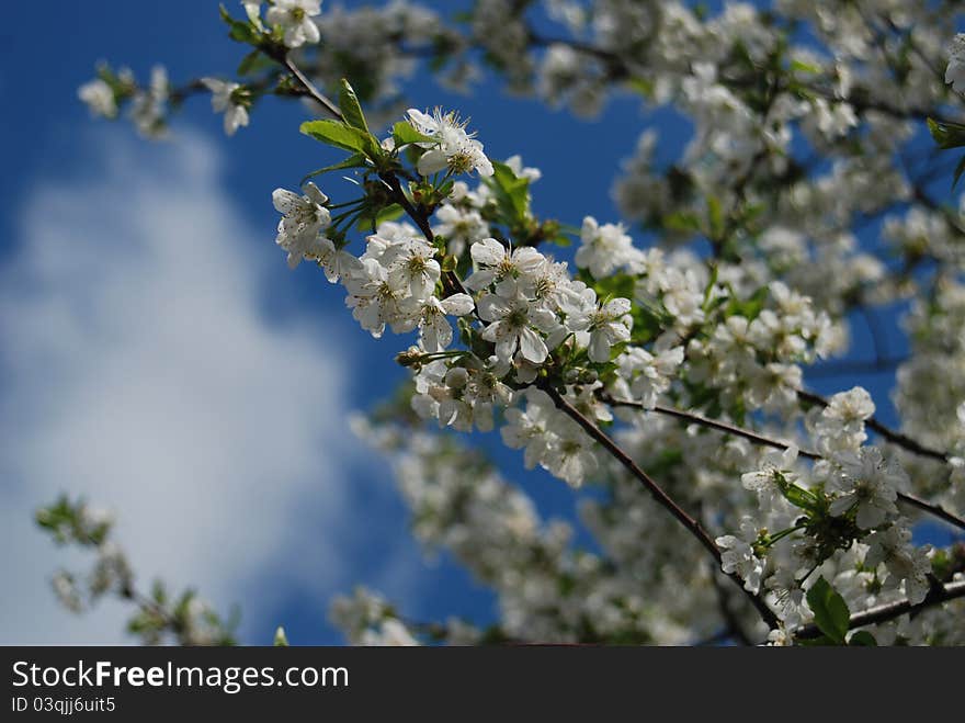 White branch of flowers on a background blue sky. White branch of flowers on a background blue sky