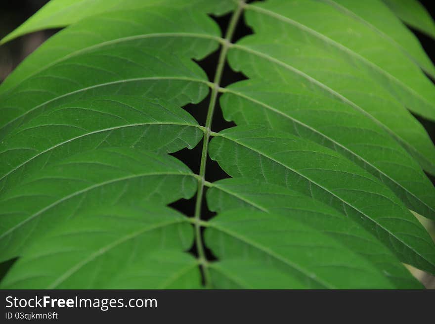 Green leaves on a tree. Green leaves on a tree