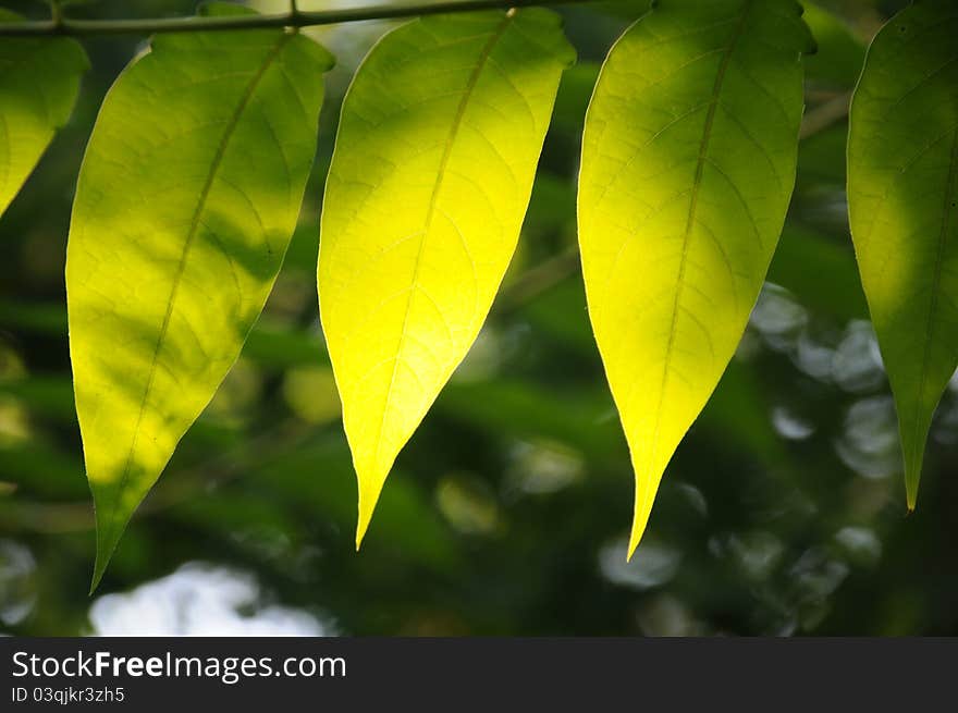 Green leaves on a tree. Green leaves on a tree