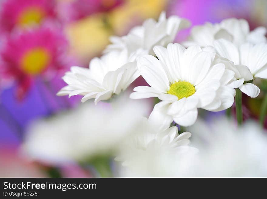 Chrysanthemum