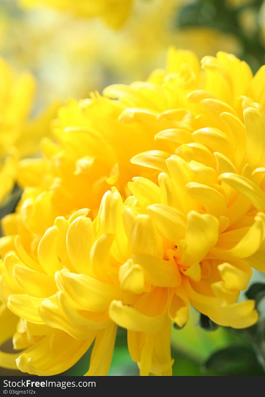 Chrysanthemum