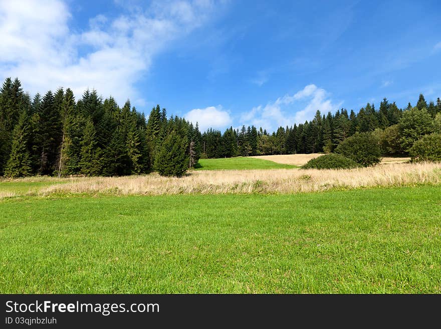 Green forest with fields and blue sky. Green forest with fields and blue sky