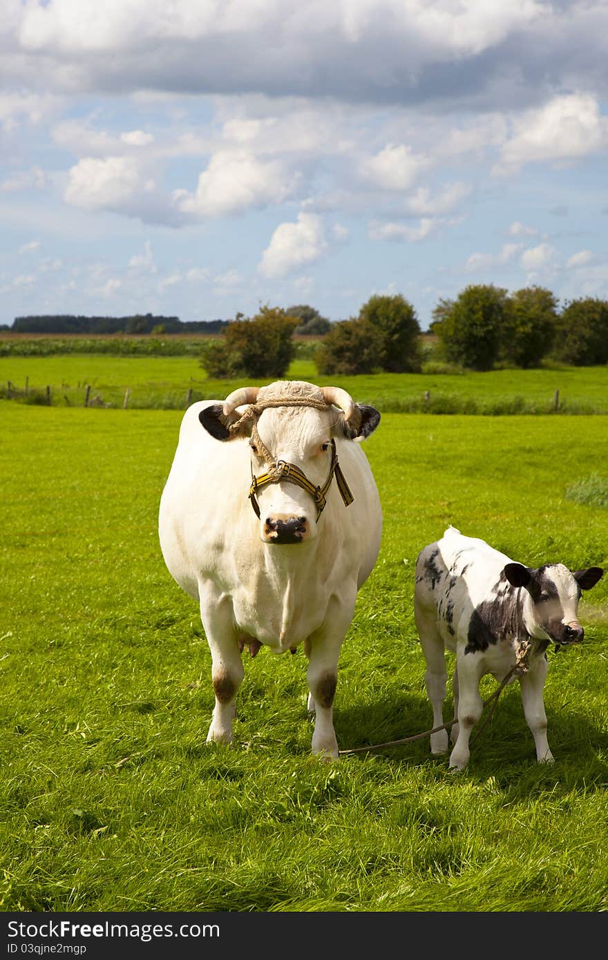 Dutch cow with blue sky and clouds