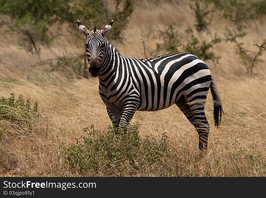 Zebra in africa national park