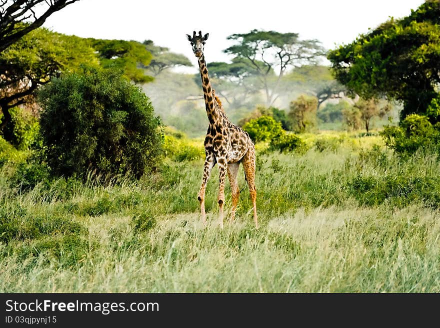 Looking single giraffe in kenya