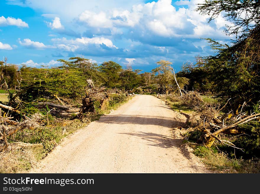 Safari Road In Kenya