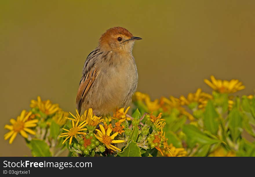 Levaillant S Cisticola