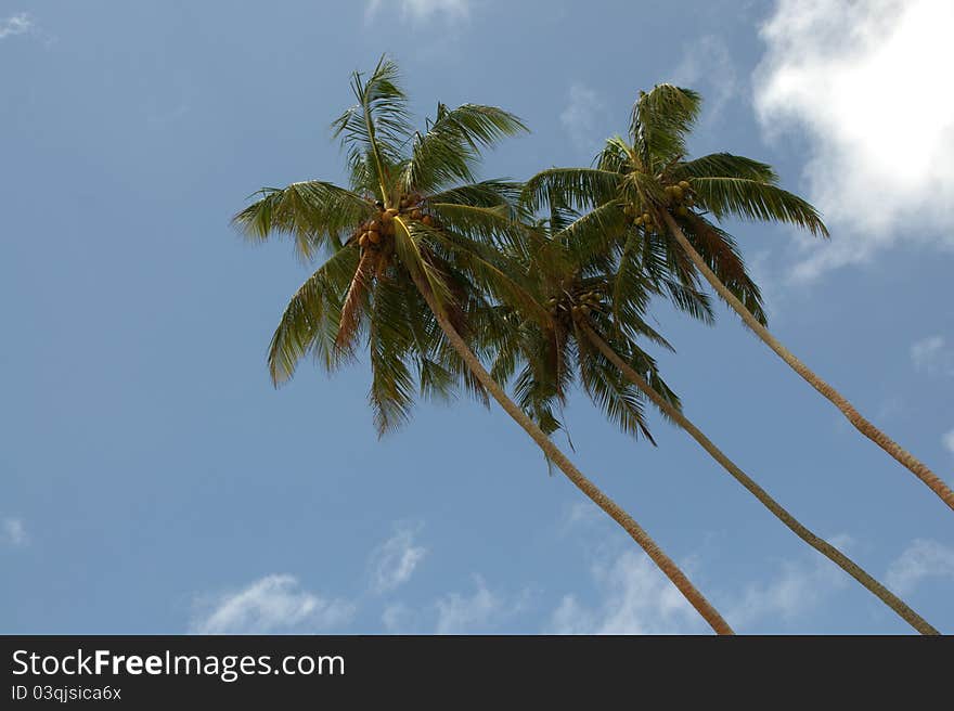 Three palm trees with blue sky in the background. Three palm trees with blue sky in the background