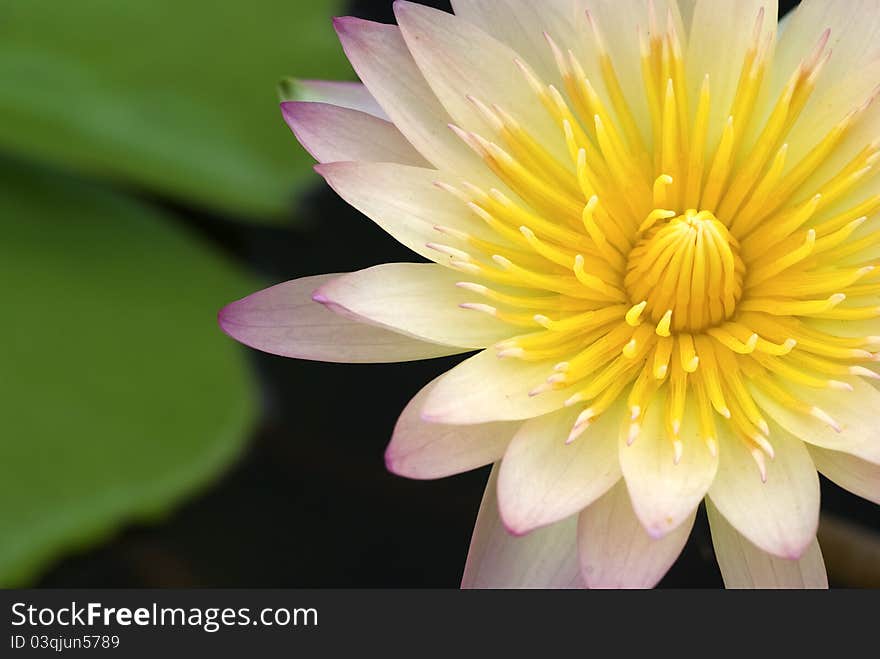 Pink waterlily with yellow stamens