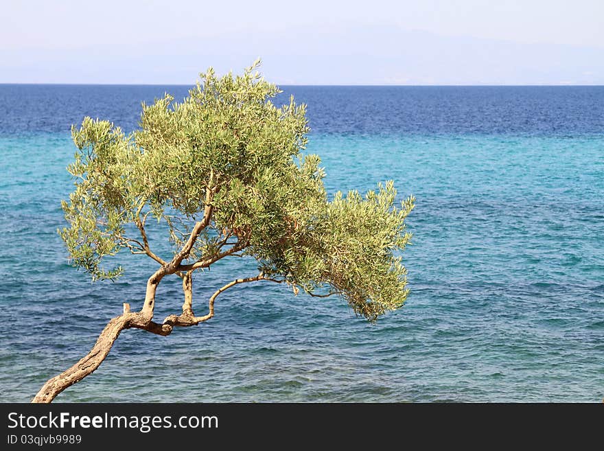 Olive tree by the blue Aegean sea , in Thassos island , Greece