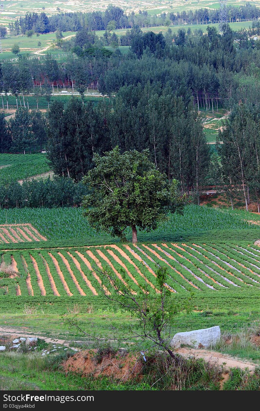 Aerial View Of Fields