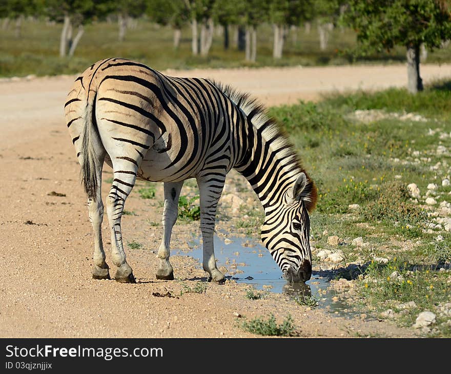 Zebra in Etosha national park in Namibia. Zebra in Etosha national park in Namibia.