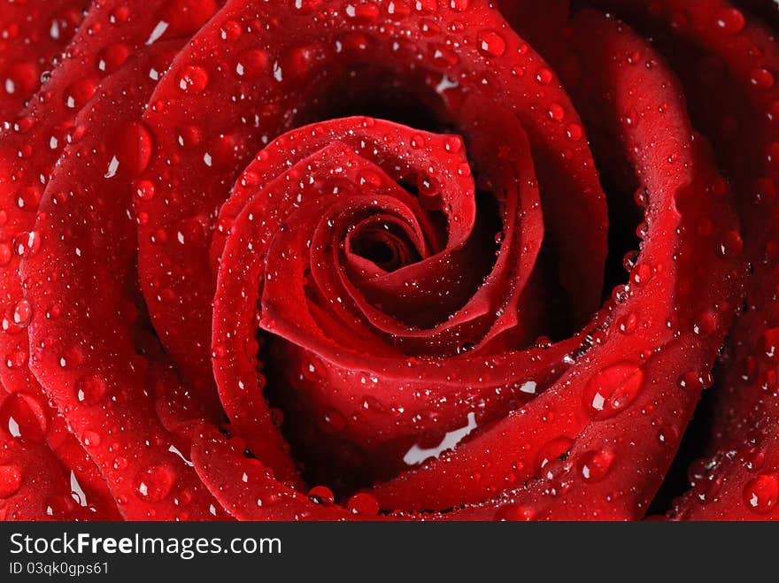 Red rose in water drops, close up