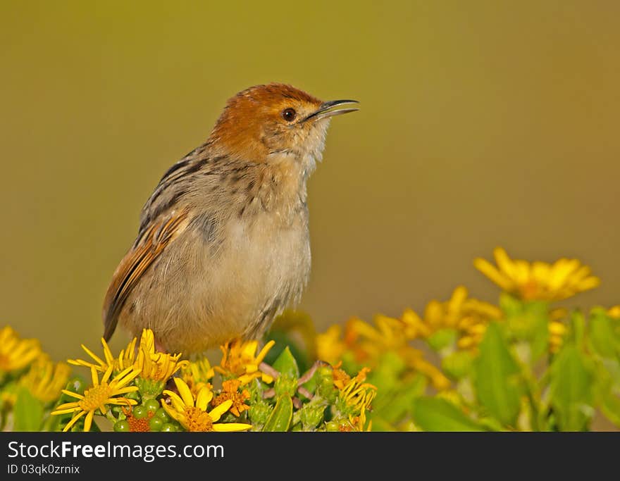 Levaillant S Cisticola