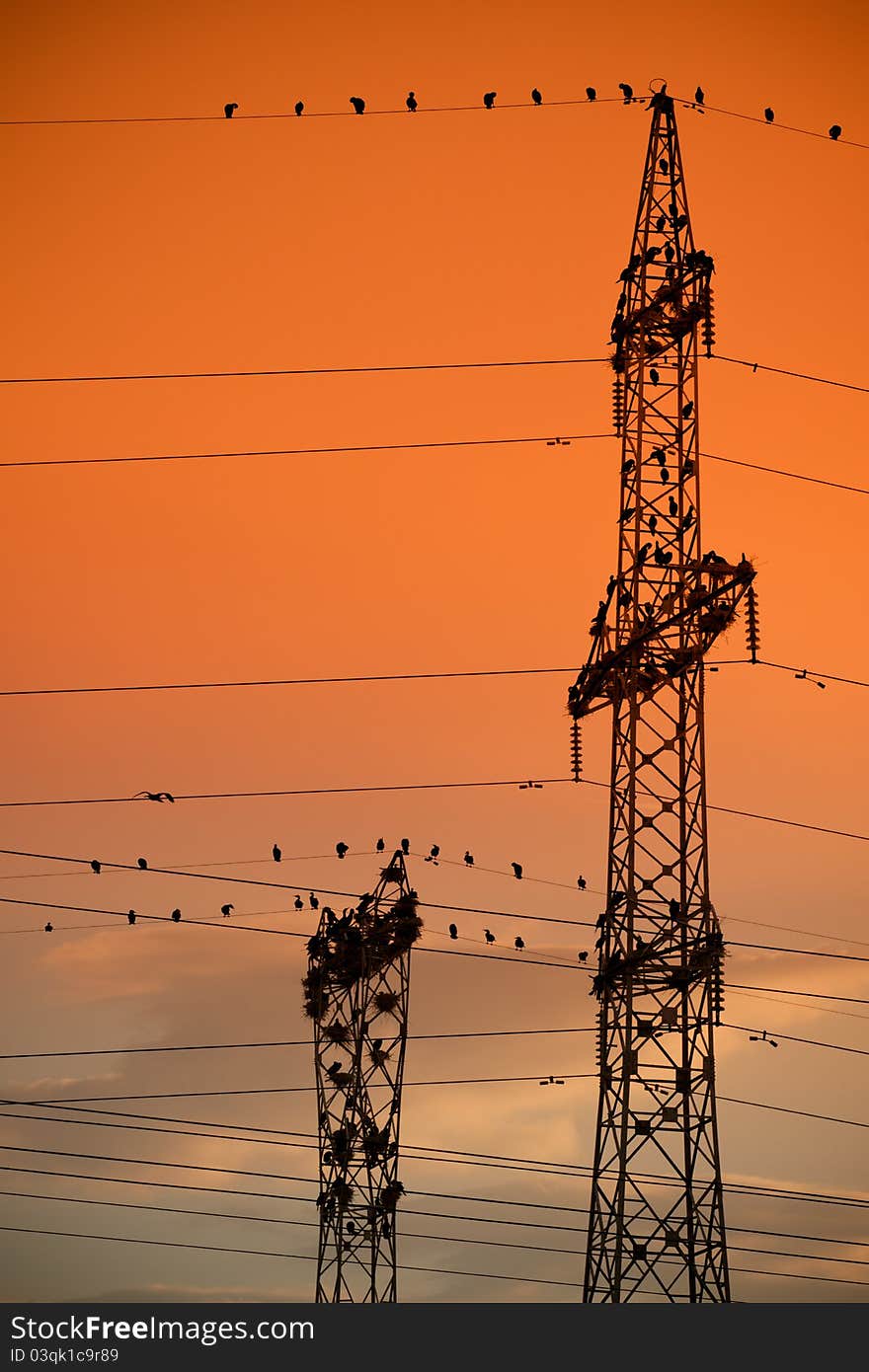 Unusual cormorant colony