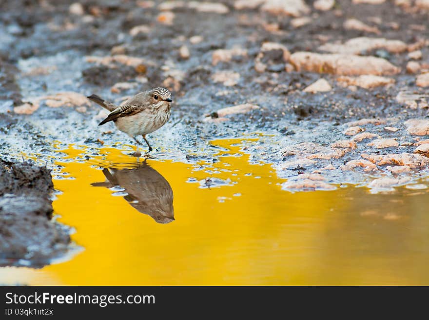 Spotted Flycatcher