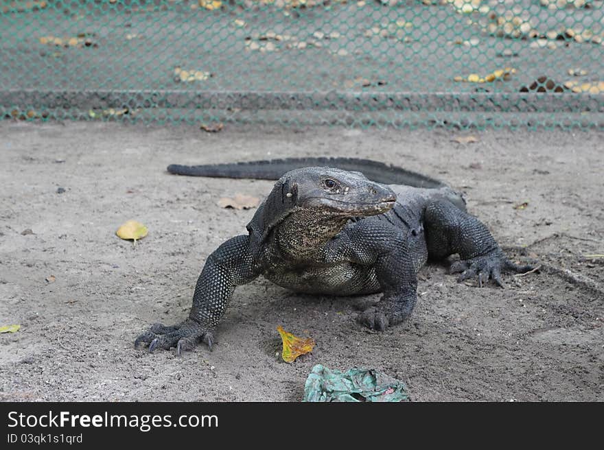 Monitor Lizard