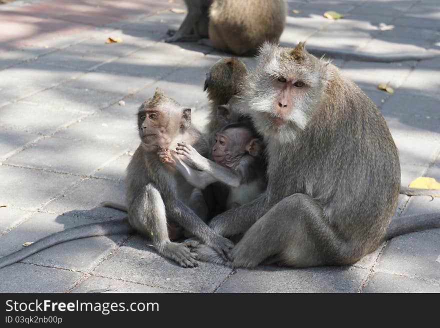 Macaques Family