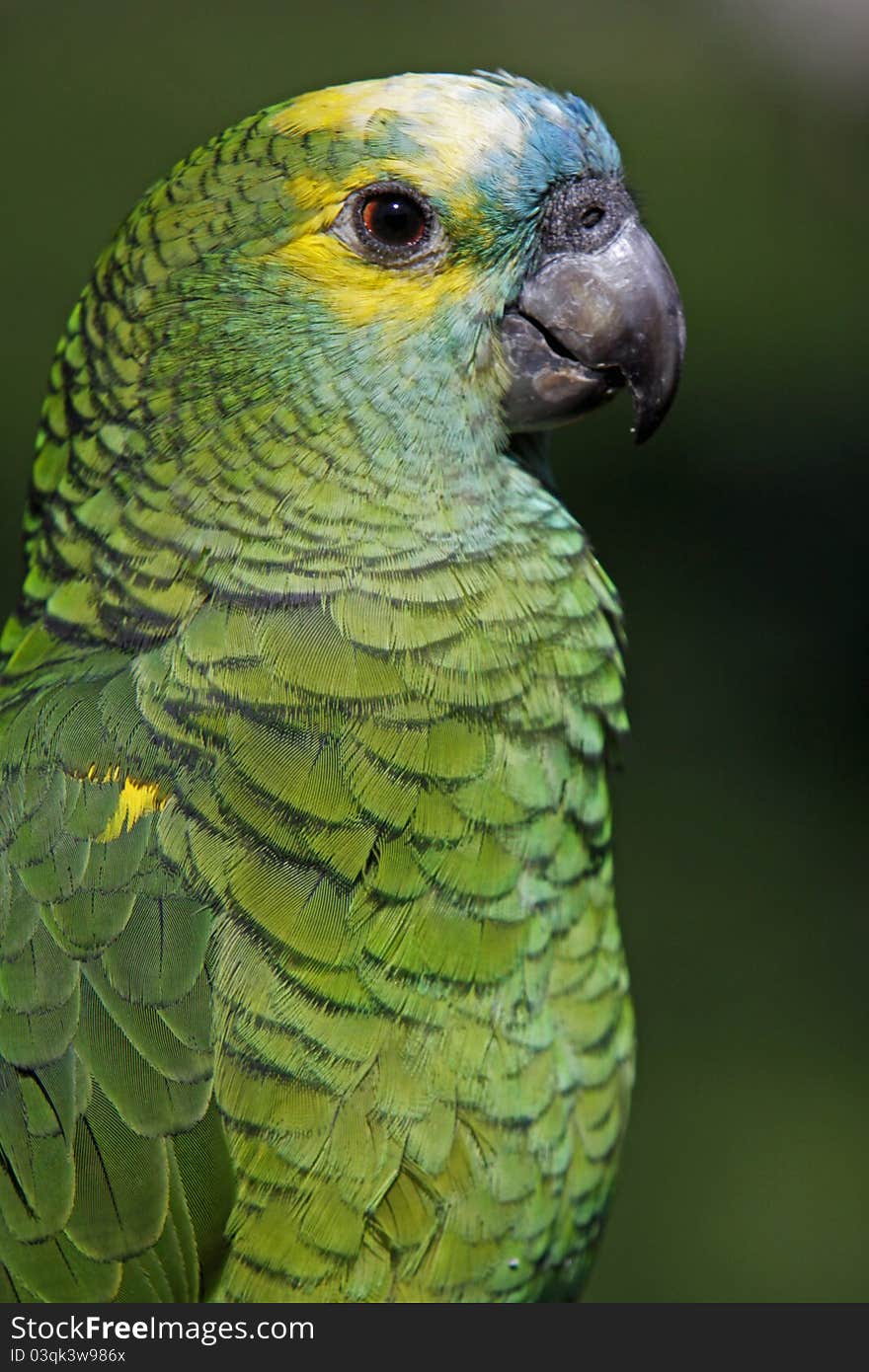 Blue-fronted Amazon