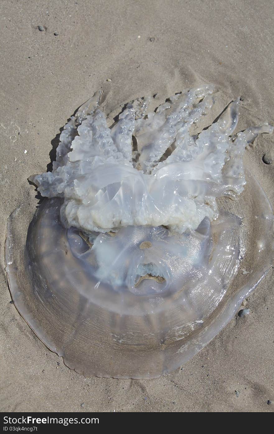 Beached Moon jellyfish with sad looking face on sand.
