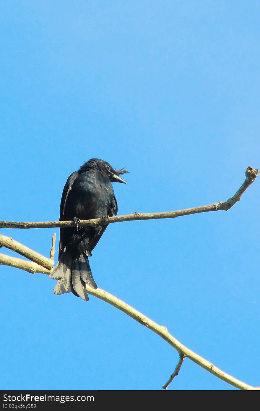 Bird on watch tower