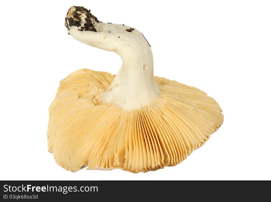 One big mushroom isolated over white background