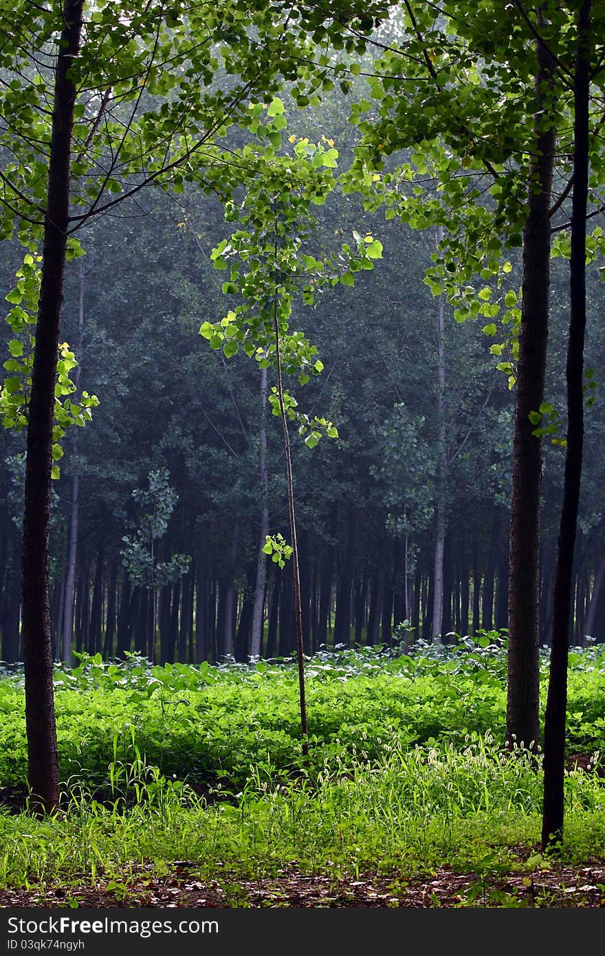 Poplar trees