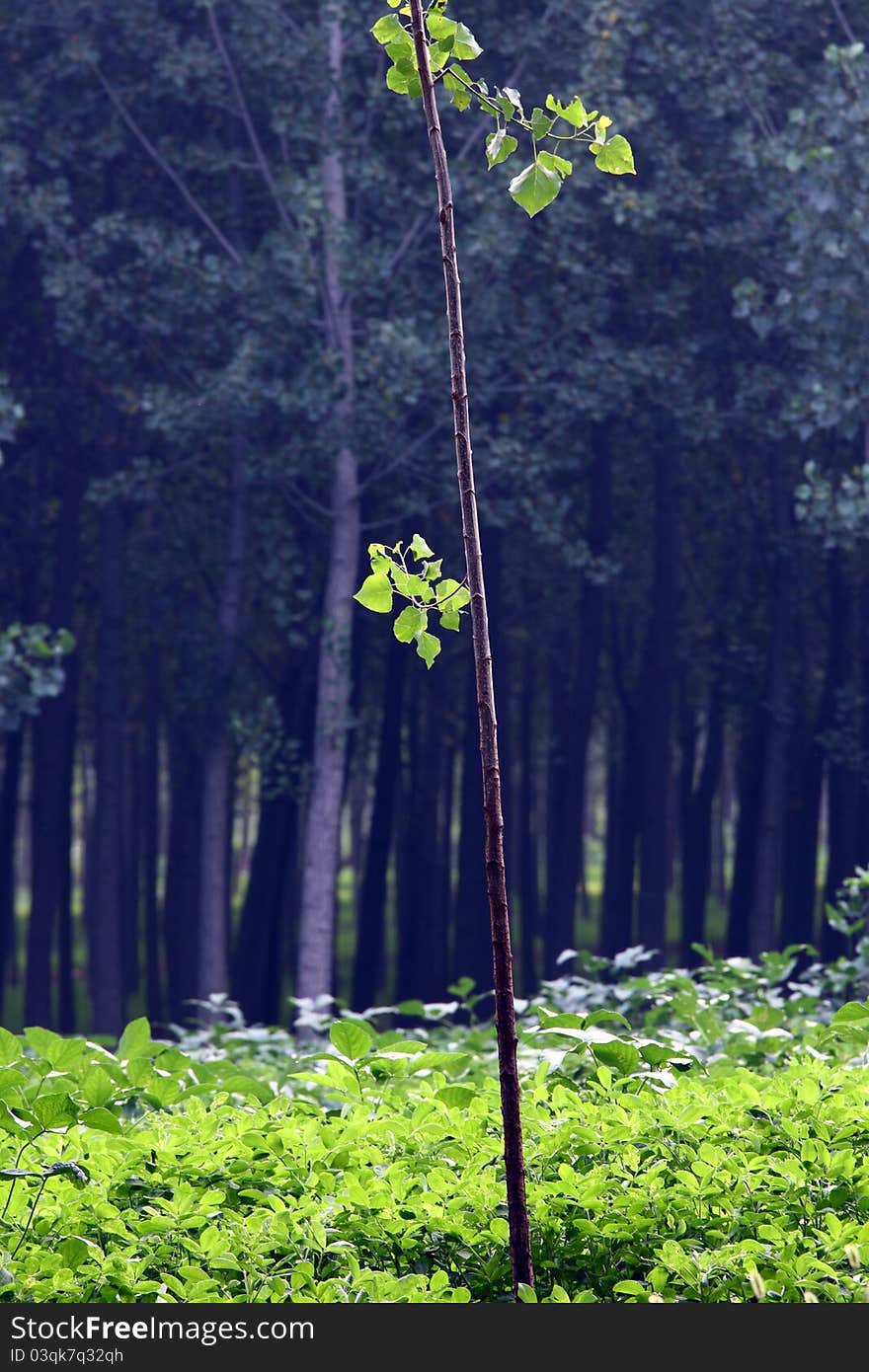 Poplar Trees