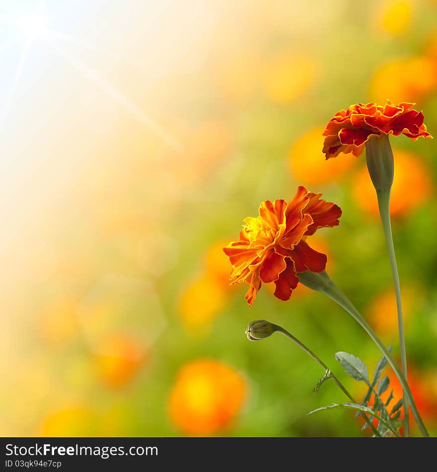 Beautiful tagetes in summer meadow