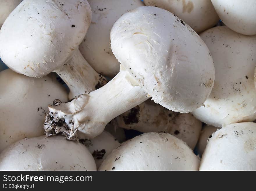 Texture of white champignon mushroom