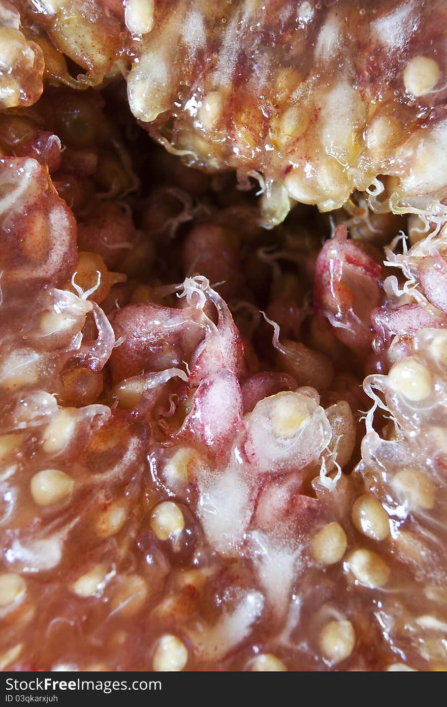 Detail of ripe fig, vertical photography