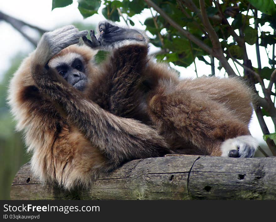 Lar gibbon counting their toes. Lar gibbon counting their toes