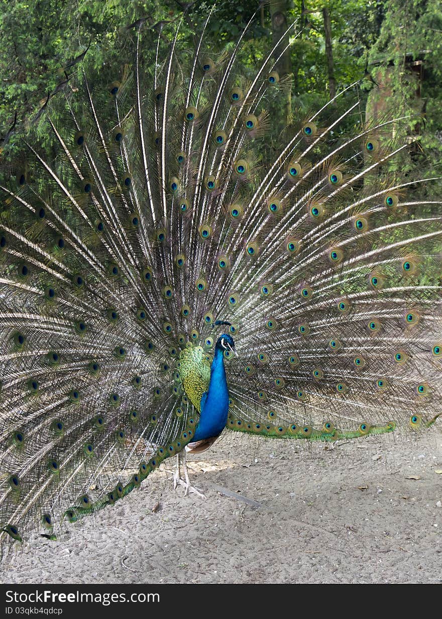 Peacock in a park in my town