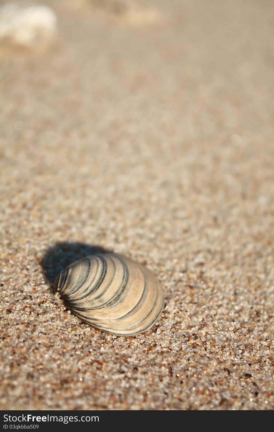 A shell on a beach in Portugal.