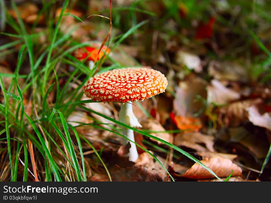 Fly agarics